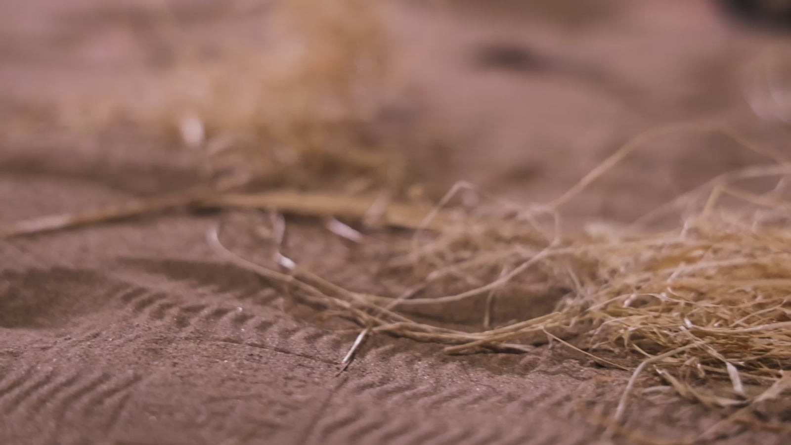 Ailen Sex Doll (Dolls Castle 156cm E-Cup #A1 TPE) EXPRESS